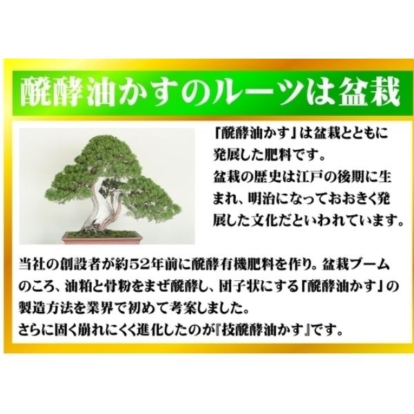 大和 技 醗酵油かす 小粒 2kg マグネシウム入り 肥料 元肥 追肥 お礼肥 寒肥 油粕 Tomorrow Life ヤフー店 通販 Yahoo ショッピング