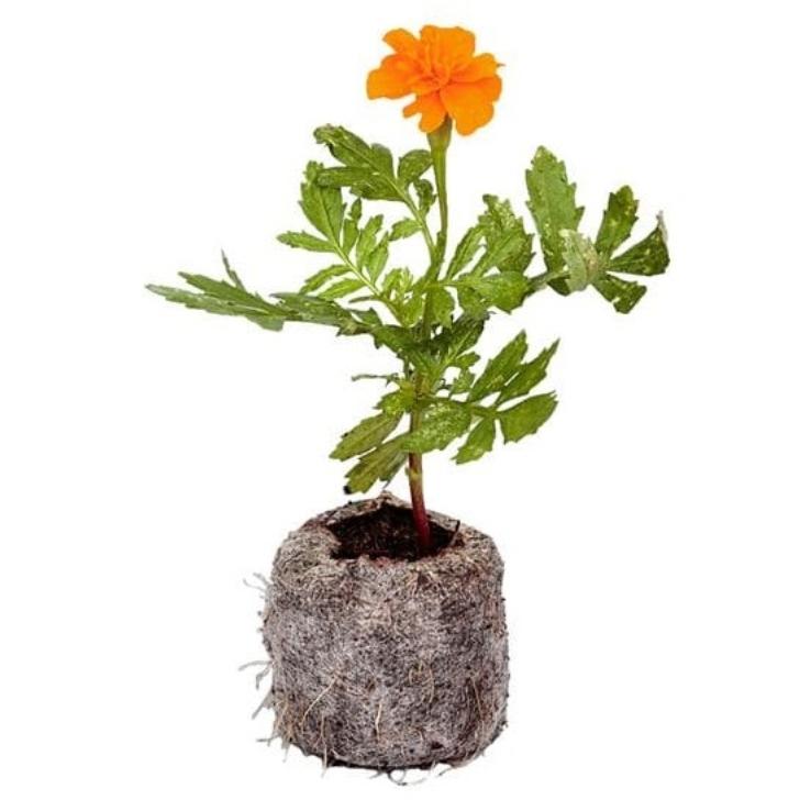 サカタのタネ（サカタノタネ） ジフィーセブン 土ポット 30mm 48個入