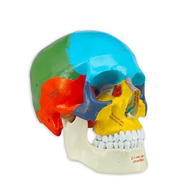 【一部予約販売中】 Medarchitect 医 アップグレード版人の実物大着色あり頭蓋骨解剖模型最新のレーザーエッチングによる文字と頭蓋骨図のマウスパッド付き その他模型