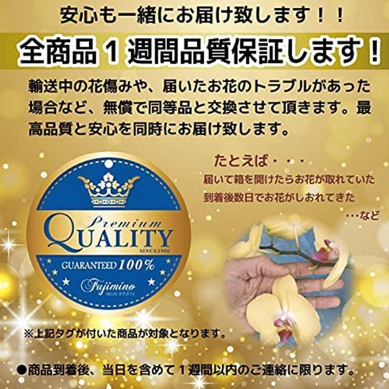 ふじみ野ラン園 おめでたい紅白胡蝶蘭2本立ち白ピンクmix 立札 カード無料 開店祝い 誕生日 就任祝い 移転祝い 新築祝い 結婚祝いなど Weddingsatwork Com