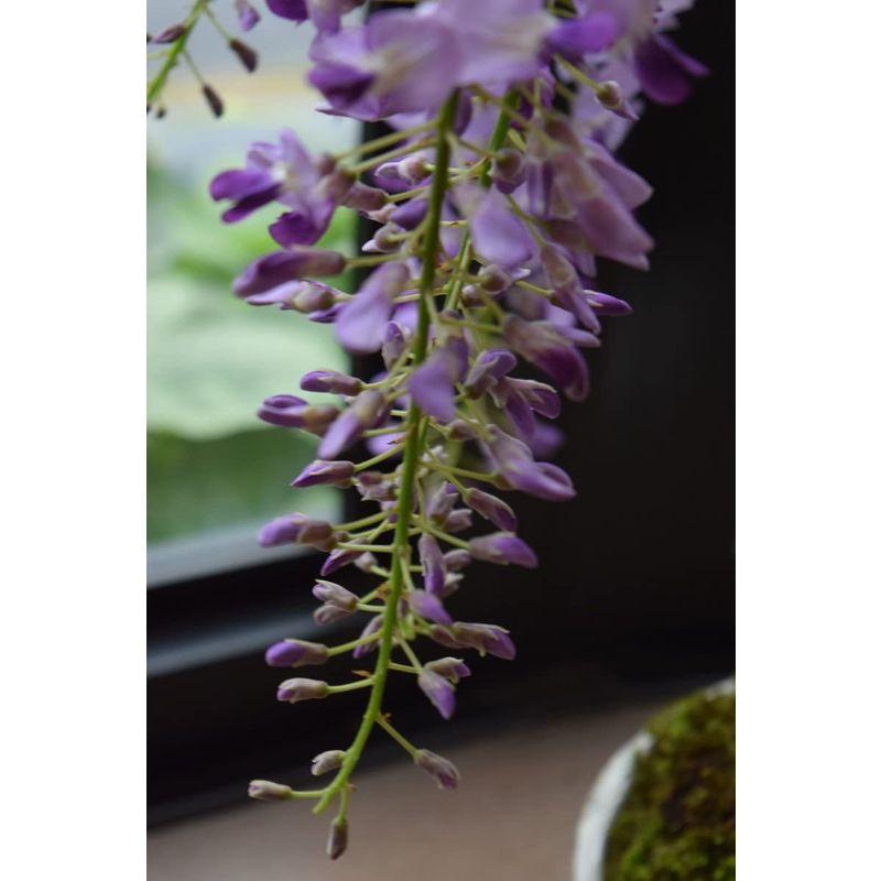 Tomtom藤盆栽 白信楽焼き 紫のお花と 香りが楽しめます 盆栽 | inatax