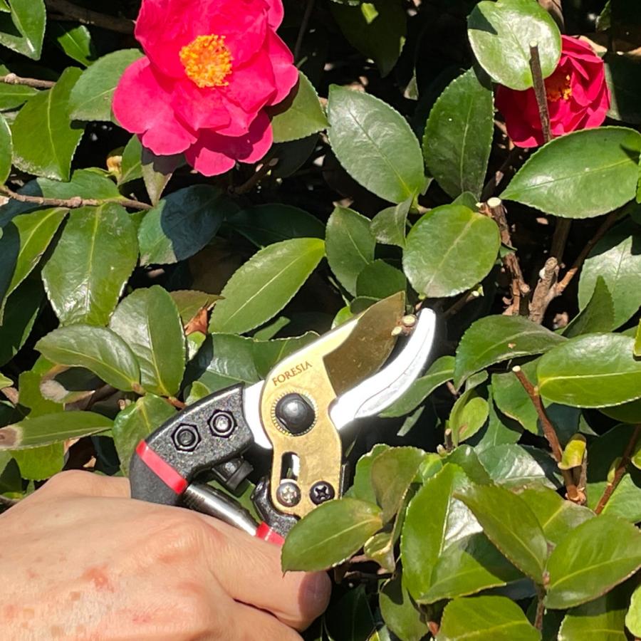 訳あり 剪定ばさみ サクサク切れる 錆びにくい チタンメッキ コンパクト 剪定バサミ 剪定鋏 せんていばさみ はさみ 園芸用 剪定 枝切り FORESIA フォレシア |  | 08