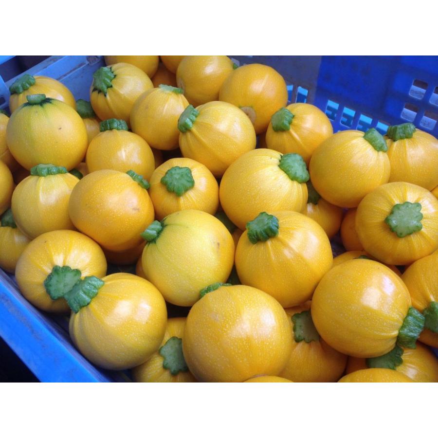 超特価激安 黄丸ズッキーニ 神奈川県 三浦産 1個 Wantannas Go Id