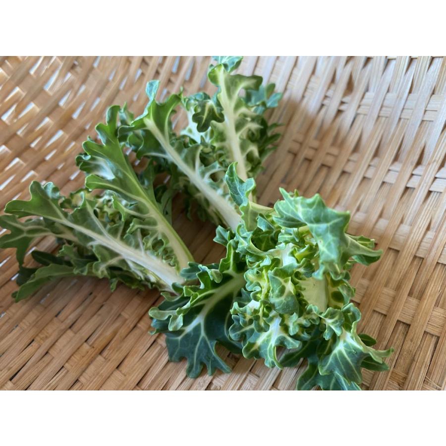 プチヴェール 白 神奈川県 三浦産 5個 となり市場 通販 Yahoo ショッピング