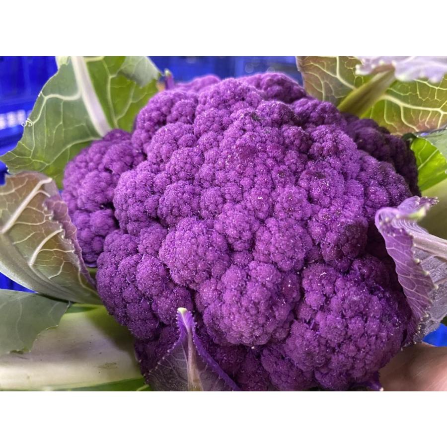 オレンジカリフラワー 神奈川県 三浦産 1個 高価値セリー