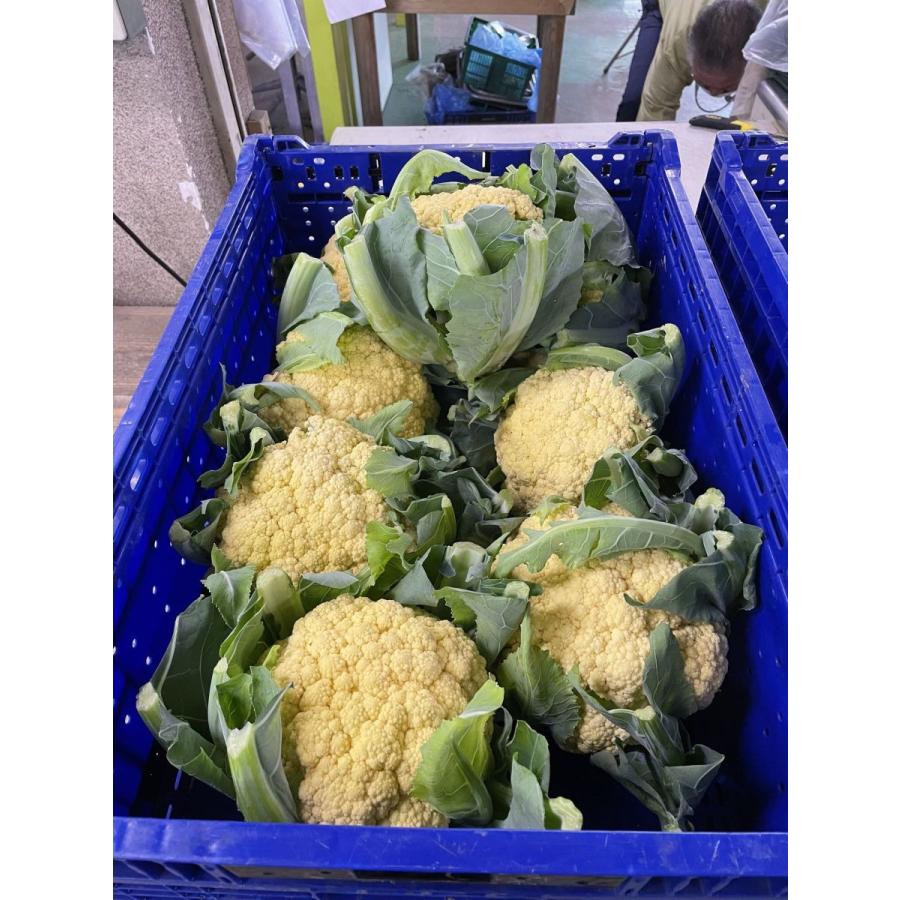 オレンジカリフラワー 神奈川県 三浦産 1個 高価値セリー