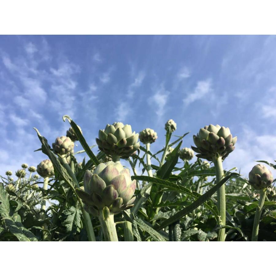 アーティチョーク 中 神奈川県 三浦産 1個 となり市場 通販 Yahoo ショッピング