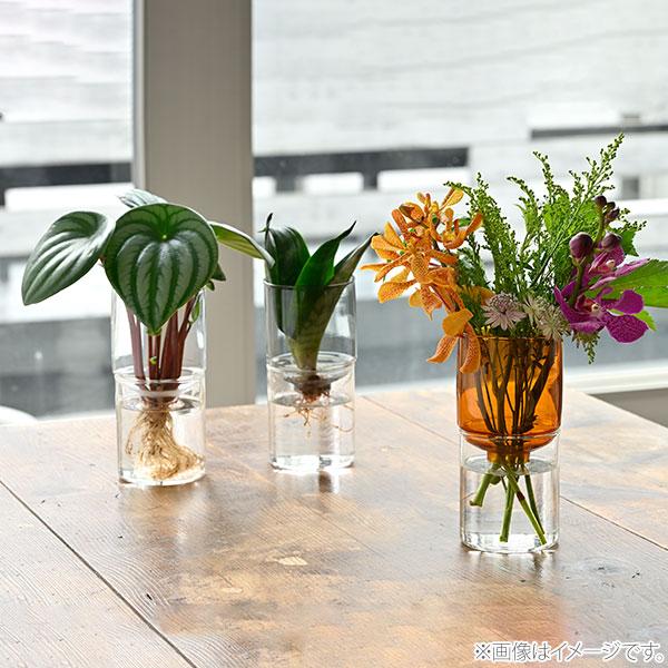 HARIO ハリオ ガラスのある生活 ガラスの花器 hario 花器 水耕栽培