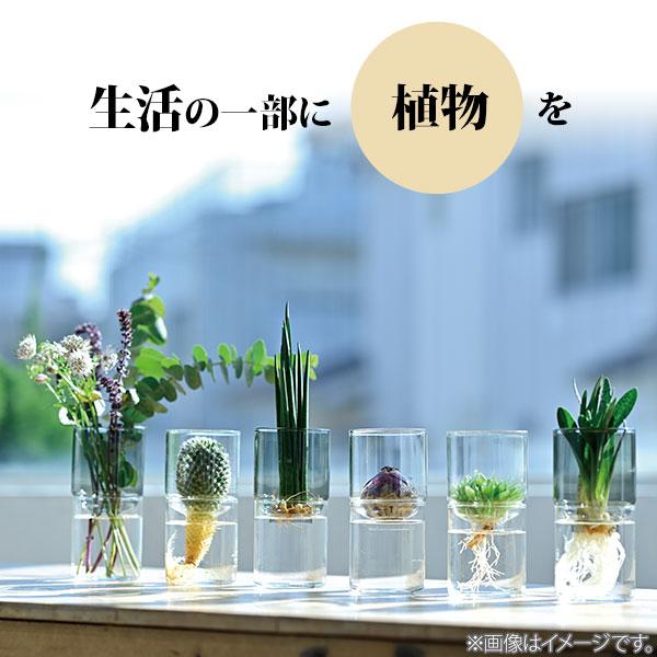 HARIO ハリオ ガラスのある生活 ガラスの花器 hario 花器 水耕栽培