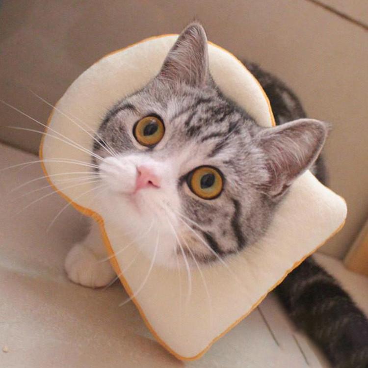 エリザベスカラー エリカラ 犬用 猫用 ペット用品 術後保護 介護 手術服 抗菌消臭 術後服 傷舐め 足舐め 引っかき防止 傷口 皮膚炎症 医療用 美容 避妊 Petneckring004 Kk Mart 通販 Yahoo ショッピング