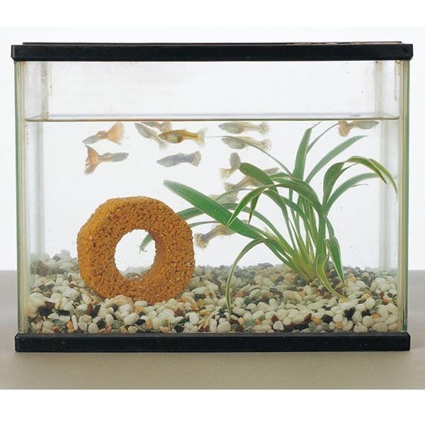 激安bigセール バイオの力で水槽の水をキレイに 淡水魚 海水魚両用 Bio Mini Block 水質悪化の元を分解 除去 日本製 バイオミニブロック Top1 プライス Paypayモール店 通販 Paypayモール
