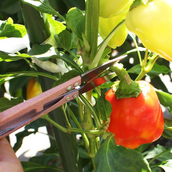 ガーデニング ツール 12点 セット ディスカウント ピンク 水さし スプレー スコップ 土入れ ダストブロワー 熊手 用品 ピンセット Diy ハサミ 移植用ツール 園芸 刷毛