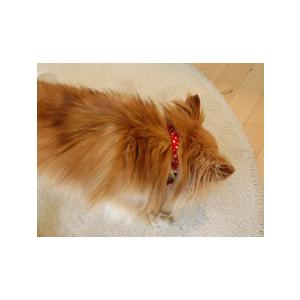 パステルドット首輪（カラー） Ｓサイズ　ナイロン　首輪　カワイイ水玉　国産　犬　首輪　ペット用品 　通販　ペットグッズ小型犬 　 | TOPWAN | 02