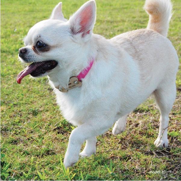 TOPWAN（トップワン） 犬 迷子札 首輪 Lサイズ 日本製 HappyBone首輪