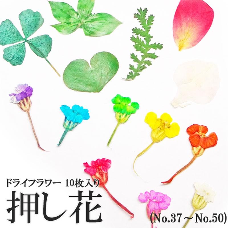 37 50 164 ケース入り 押し花 ドライフラワー 10枚入り ココロネイル Kokoronail 通販 Yahoo ショッピング