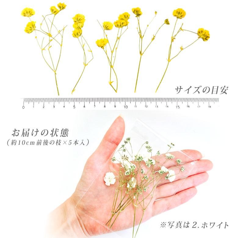 押し花 ドライプレスフラワー かすみ草 全11色 5本入|tora-shop|03