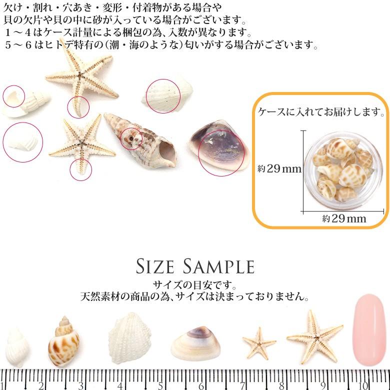 貝殻コレクション ケース入り : ココロネイル KokoroNail - 通販