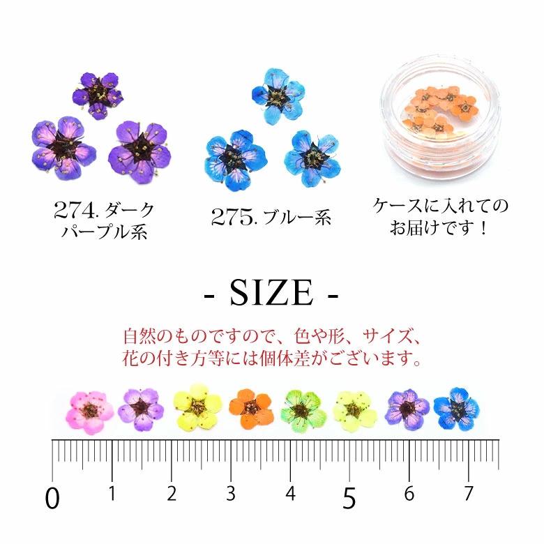 押し花 ドライフラワー コデマリ グラデーション カラー 10枚 ケース