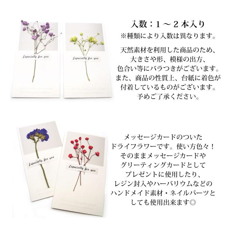 ドライフラワー メッセージカード付き 各種 22 33 R ココロネイル Kokoronail 通販 Yahoo ショッピング