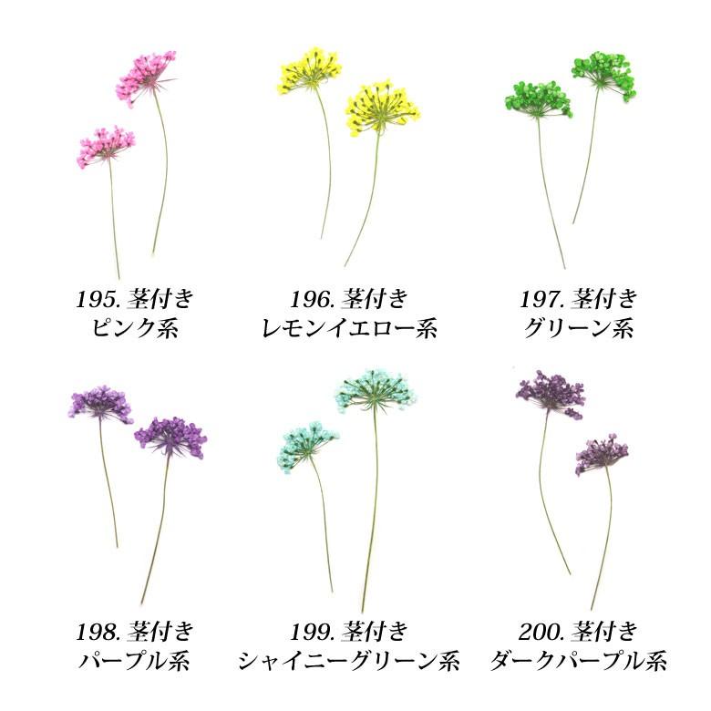 押し花 ドライフラワー 1 2 各種 10枚入り R ココロネイル Kokoronail 通販 Yahoo ショッピング