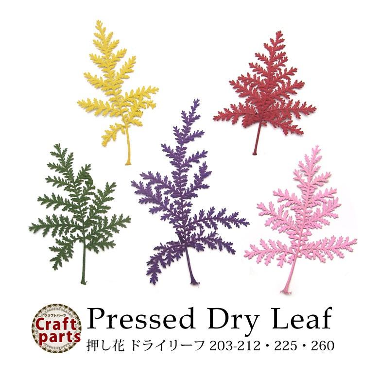 押し花 ドライリーフ203-212 225 260 各種 5枚入り 永遠の定番 押し花 ドライリーフ203-212 225 260 各種 5枚入り 永遠の定番