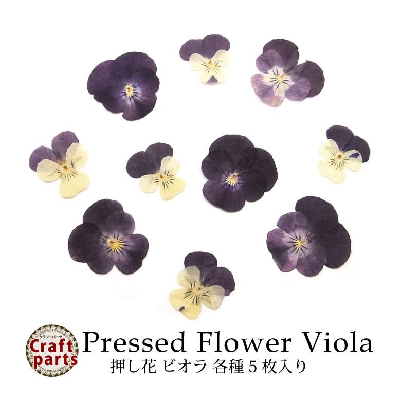ドライフラワー 素材 ネイル レジン 封入 スミレ パンジー ギガランキングｊｐ