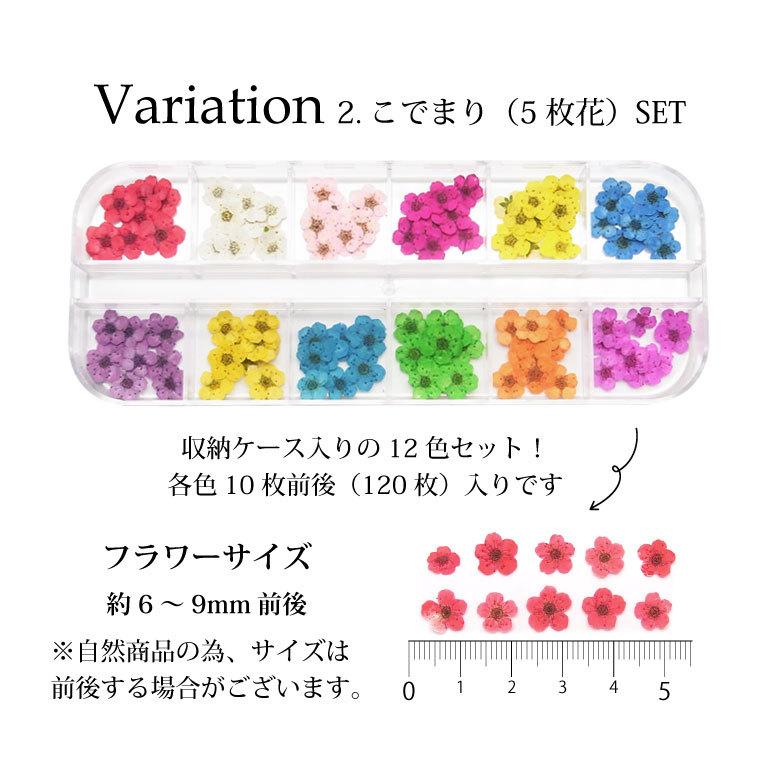 ドライフラワー 押し花 大容量120枚前後入り 12色セット 収納ケース入り  2.こでまり（5枚花）SET｜tora-shop｜02