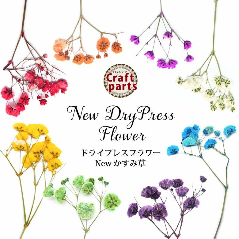 押し花 ドライ プレス フラワー New かすみ草 5本入り : ココロ