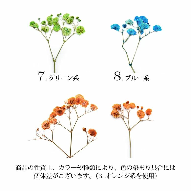 押し花 ドライ プレス フラワー New かすみ草 5本入り : ココロネイル