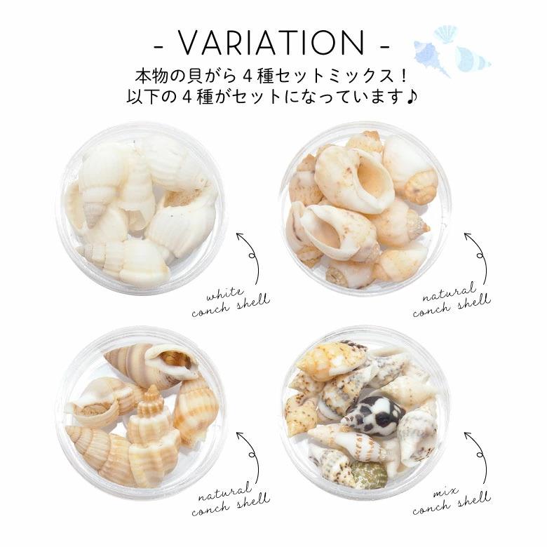 貝殻 パーツ 4種 セット ミックス ケース入り : ココロネイル