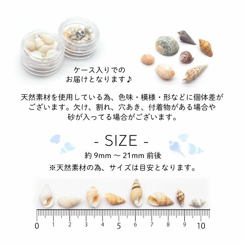 貝殻セット Amazon.co.jp: MUYYIKA カラフル 貝殻 アソート セット 天然素材