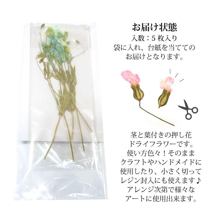 押し花 ドライフラワー 261 265 各種 5枚入り R ココロネイル Kokoronail 通販 Yahoo ショッピング