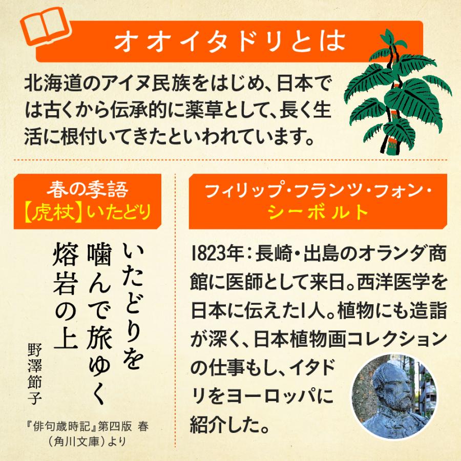 イタドリ サプリメント(30日分) 3個セット 送料無料 プロテオグリカン
