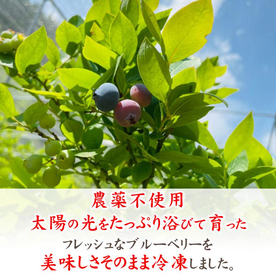 無農薬】熊本県八代産 冷凍ブルーベリー 600g 【橋永農園】 【送料無料