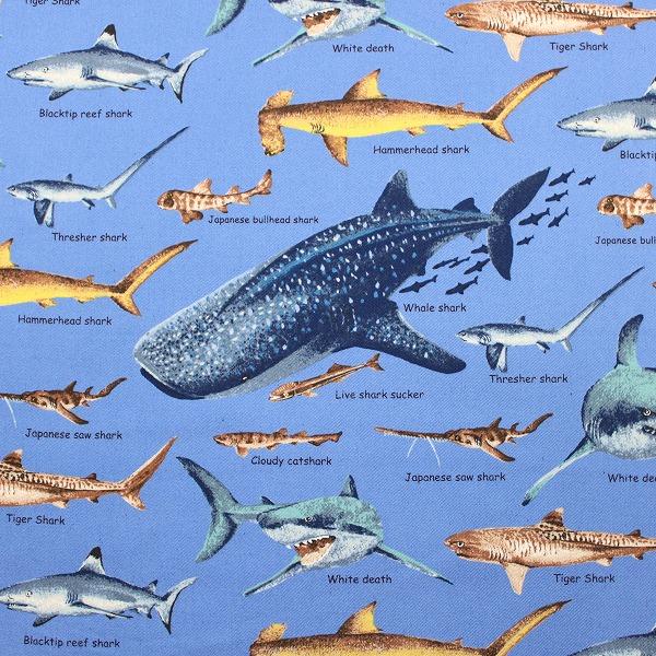 生地 布 サメ図鑑 シャーク サメツイル 海の生き物 魚 ツイル コットンこばやし 綿100％ 約110cm幅 KTS7019 ゆうパケット2ｍ対応 10cm単位価格｜toraya-fabric｜03
