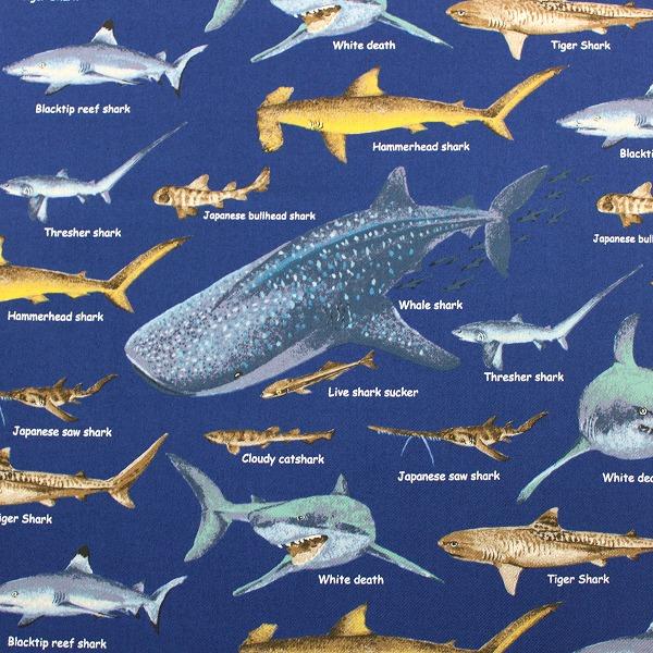 生地 布 サメ図鑑 シャーク サメツイル 海の生き物 魚 ツイル コットンこばやし 綿100％ 約110cm幅 KTS7019 ゆうパケット2ｍ対応 10cm単位価格｜toraya-fabric｜04