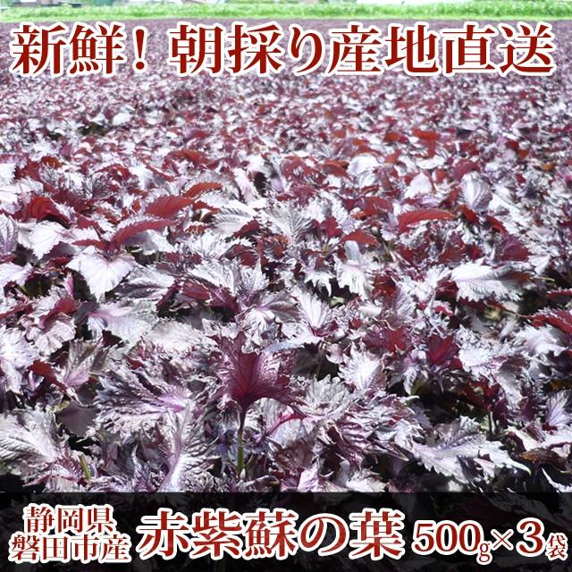 赤紫蘇 1 5kg 500g 3袋 葉のみ 静岡県磐田市産 朝採り産地直送 赤しそ 赤シソ 赤紫蘇の葉 Vk とれたて市場 通販 Yahoo ショッピング