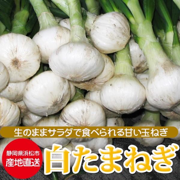21年1月8日より順次発送 白玉ねぎ 浜松産 葉付き白玉ねぎ サラダオニオン Lサイズ16玉入り 1箱 白たまねぎ 浜松市篠原 たまねぎ Vk とれたて市場 通販 Yahoo ショッピング
