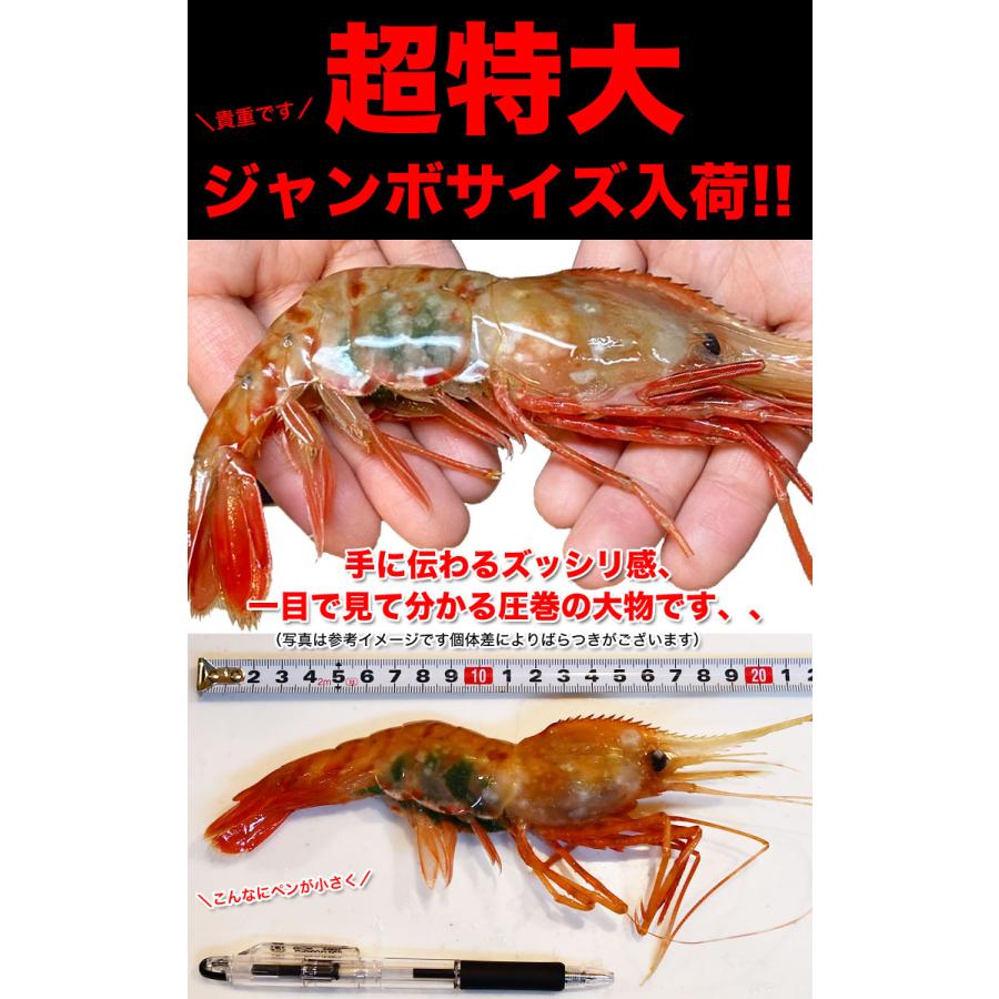 ボタンエビ 超 特大 1kg (14尾前後) 刺身 卵 子 持ち えび 海老 蝦 蛯 ぷりっと甘味ある新鮮急速凍結 |  | 01