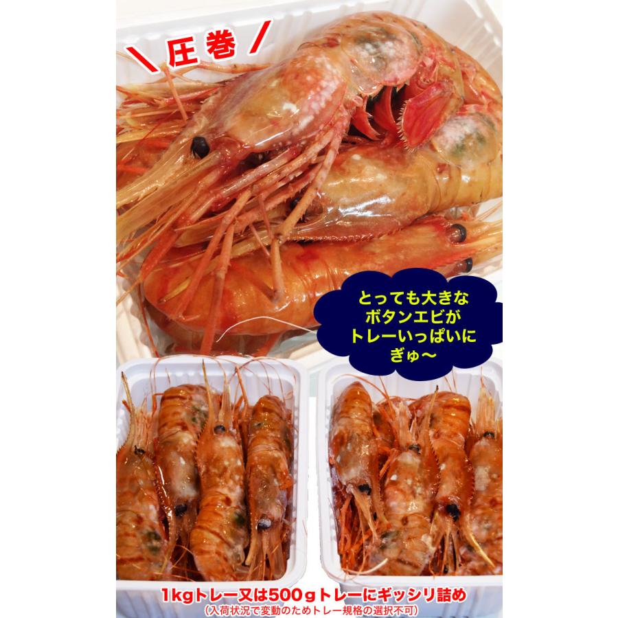 ボタンエビ 超 特大 1kg (14尾前後) 刺身 卵 子 持ち えび 海老 蝦 蛯 ぷりっと甘味ある新鮮急速凍結 |  | 04
