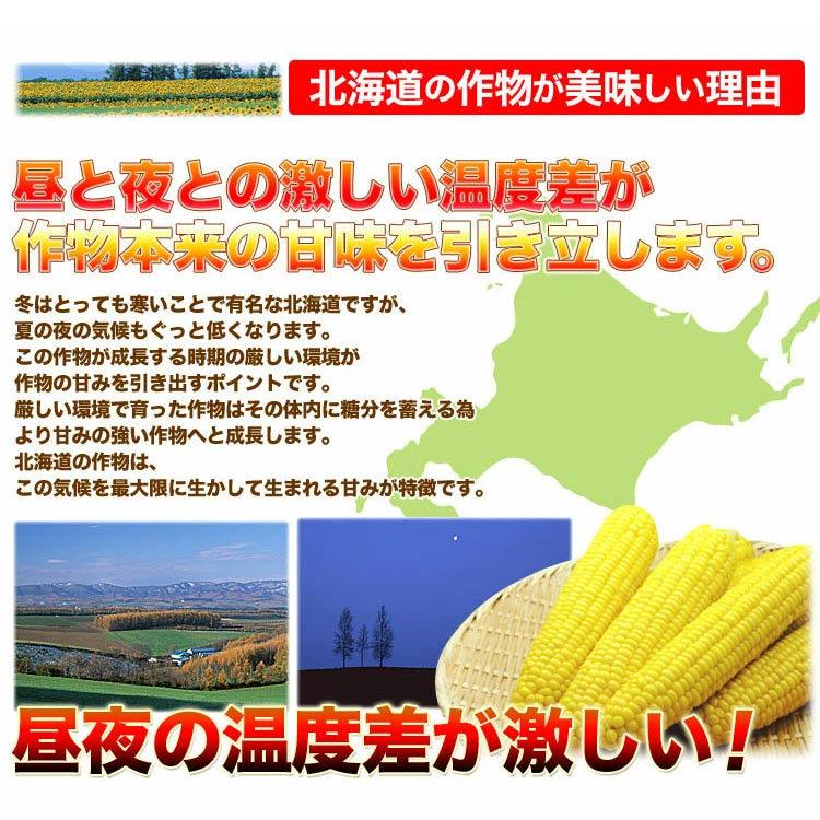 2026年収穫予約 とうもろこし 黄粒 白粒 食べ比べ セット L〜2L 各5本