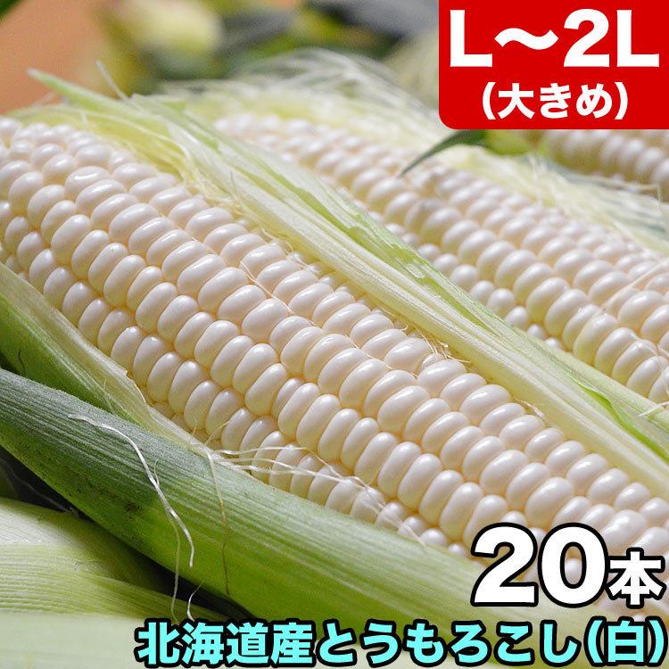 2026年収穫予約 とうもろこし 白粒 L〜2L×20本 北海道産 とうきび お