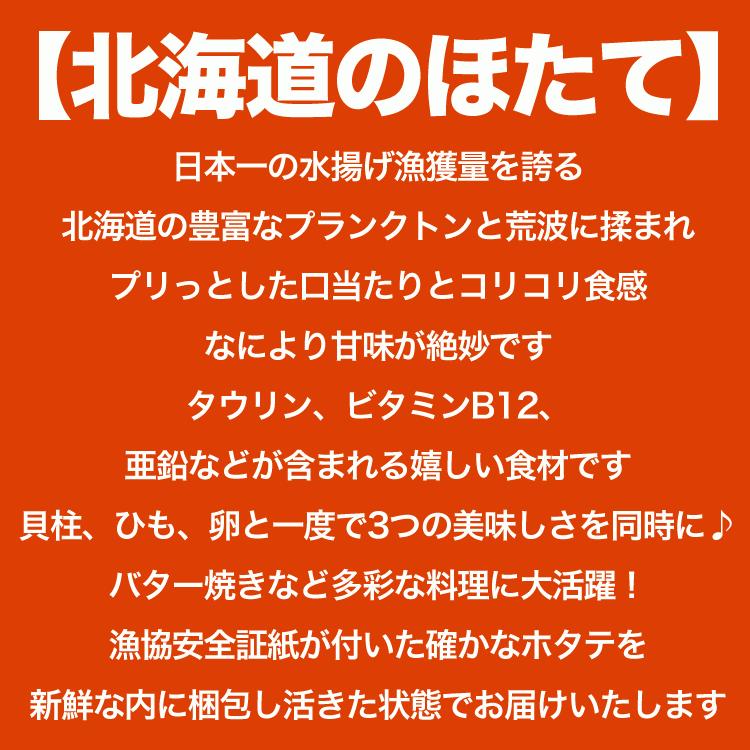ホタテ 活 貝付き 2kg 前後 10〜12枚前後 北海道産 帆立 ほたて お届け日指定不可 キャンセル不可 ご注文後1〜3週間前後で収獲次第出荷 長期不在受取り注意 |  | 01