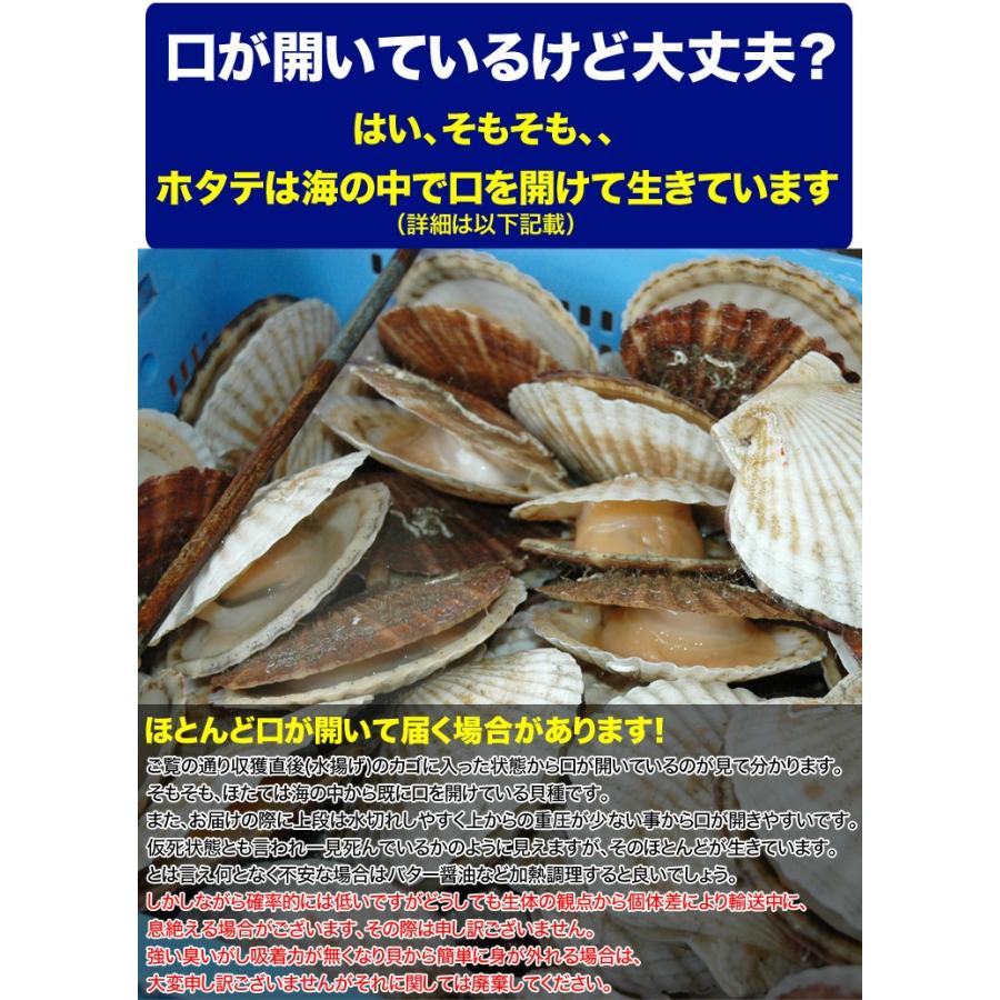 ホタテ 活 貝付き 2kg 前後 10〜12枚前後 北海道産 帆立 ほたて お届け日指定不可 キャンセル不可 ご注文後1〜3週間前後で収獲次第出荷 長期不在受取り注意 |  | 04