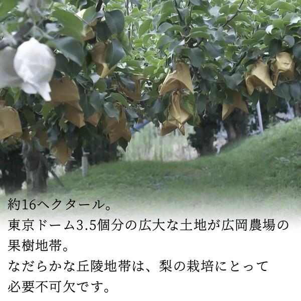 梨 訳あり 広岡農場の二十世紀梨（20世紀梨）10kg詰（18〜36玉入） 鳥取県産 なし ご自宅用 送料無料_3
