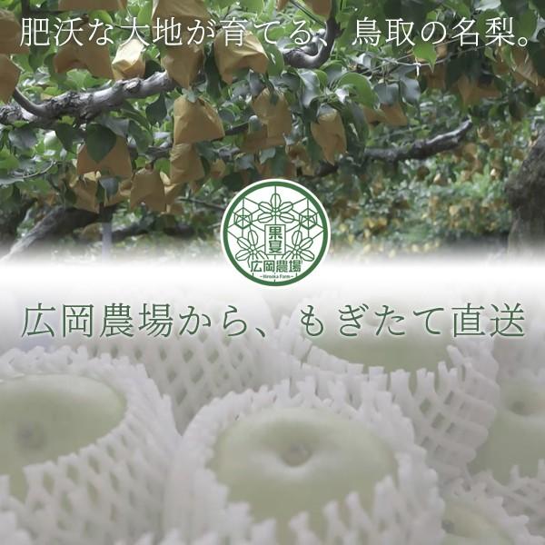 梨 訳あり 広岡農場の二十世紀梨（20世紀梨）10kg詰（18〜36玉入） 鳥取県産 なし ご自宅用 送料無料_6