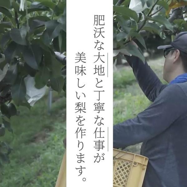 梨 広岡農場の新甘泉（しんかんせん） 5kg詰（7〜16玉入） 鳥取県産 なし ご贈答用 新甘泉梨 赤秀 送料無料_2