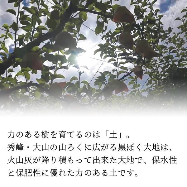 梨 広岡農場の新甘泉（しんかんせん） 5kg詰（7〜16玉入） 鳥取県産 なし ご贈答用 新甘泉梨 赤秀 送料無料_4