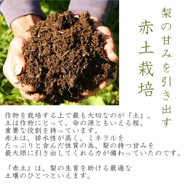 二十世紀梨（20世紀梨）3kg詰（9玉前後入） 鳥取県産 なし 赤秀（ご贈答用） 送料無料（北海道・沖縄を除く）｜toretatehonpo｜07