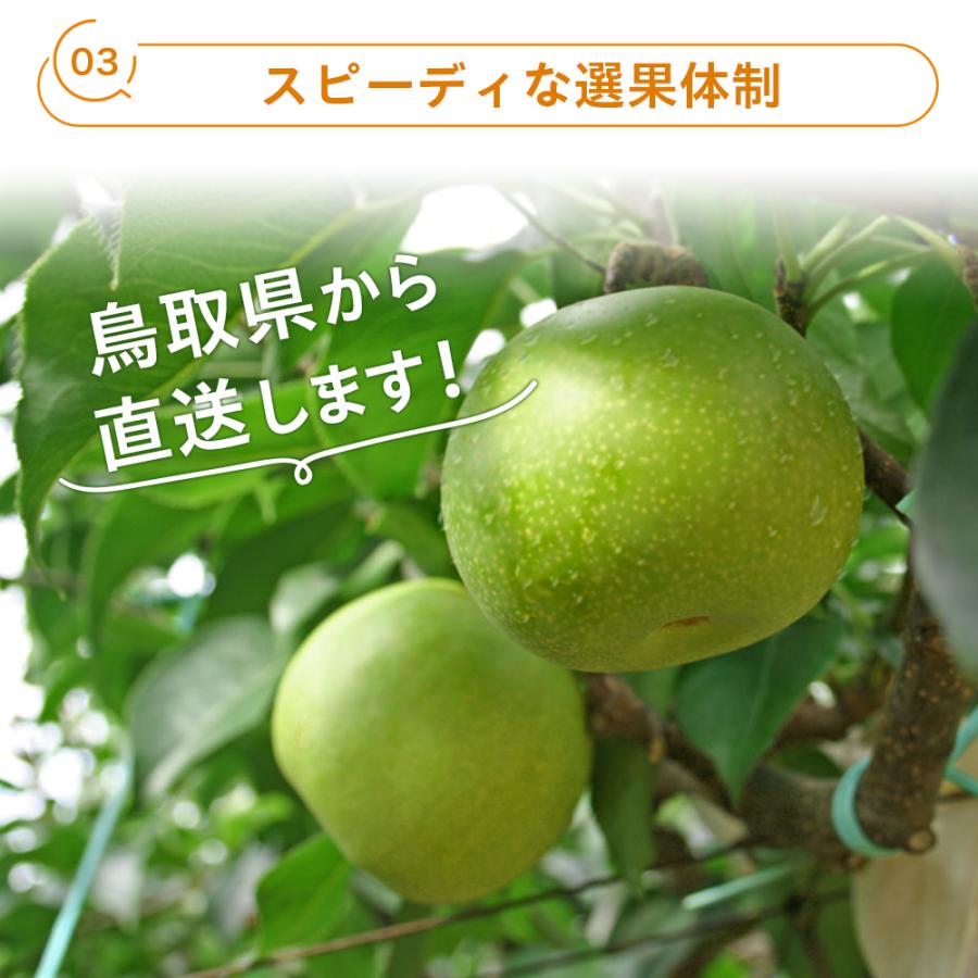 風味絶佳 梨 二十世紀梨（20世紀梨）5kg詰（14玉前後入） 鳥取県産